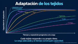 Gráfico conceptual sobre la adaptación progresiva de distintos tejidos a la carga